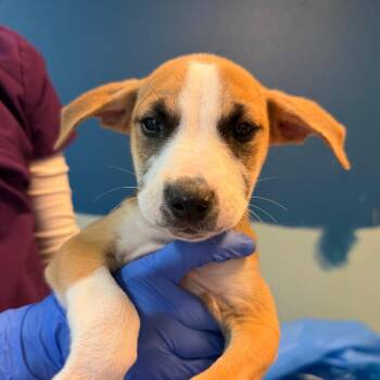 Elliot-(Soybean) -  Mixed Breed Dog for Adoption in Flagstaff, Arizona - Elliot-(Soybean) | PetCurious