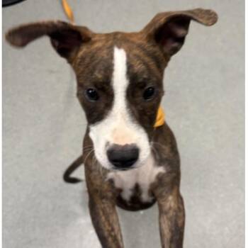 FWT Slinky -  English Setter and Mixed Breed Dog for Adoption in Midland, Texas - FWT Slinky | PetCurious