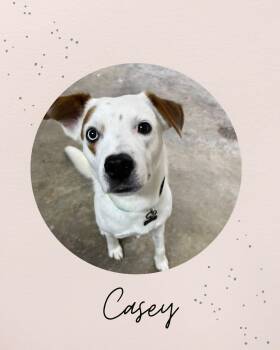 CASEY -  Shepherd Dog for Adoption in Coquitlam, British Columbia - CASEY | PetCurious
