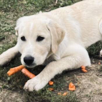 Bea -  Labrador Retriever Dog for Adoption in Richmond Hill, Ontario - Bea | PetCurious