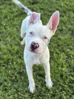Speak Up! -  Pit Bull Terrier Dog for Adoption in Richmond, Virginia - Speak Up! | PetCurious