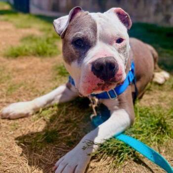 Squishy -  Pit Bull Terrier and Mixed Breed Dog for Adoption in Richmond, Virginia - Squishy | PetCurious