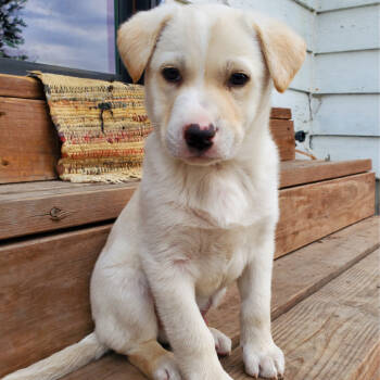 Rescue Mixed Breed Dogs for Adoption in Buffalo, Minnesota - Logan | PetCurious