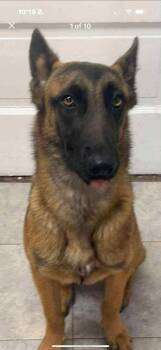 Rescue Belgian Shepherd Malinois Dogs for Adoption in Imlay City, Michigan - Lily Located In Kansas | PetCurious