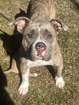 Pit Bull Terrier and American Bulldog Dogs Available for Adoption in Brooklyn Center, Minnesota - Peaches* | PetCurious