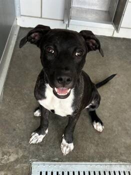 Rescue Pit Bull Terrier Dogs for Adoption in Baytown, Texas - MEATLOAF | PetCurious