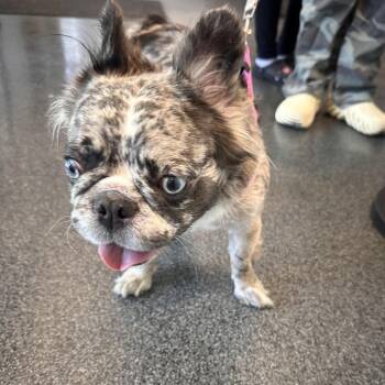 Zara -  Mixed Breed Dog for Adoption in Allentown, Pennsylvania - Zara | PetCurious