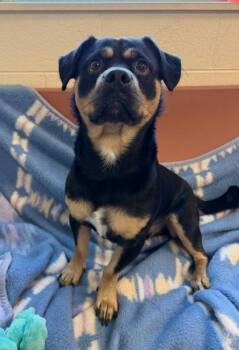 Austin -  Rottweiler and Beagle Dog for Adoption in Westland, Michigan - Austin | PetCurious