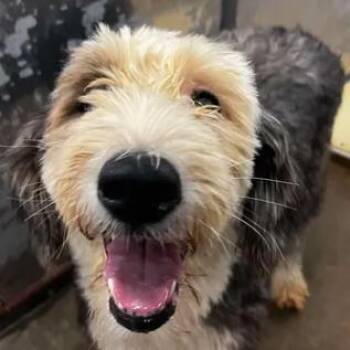 Stormy -  Sheep Dog Dog for Adoption in Helena, Alabama - Stormy | PetCurious