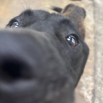 Spudsy -  Mixed Breed Dog for Adoption in Corbin, Kentucky - Spudsy | PetCurious