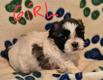 Rescue Shih Tzu Dogs for Adoption in Louisville, Ohio - Shitzu Puppies | PetCurious