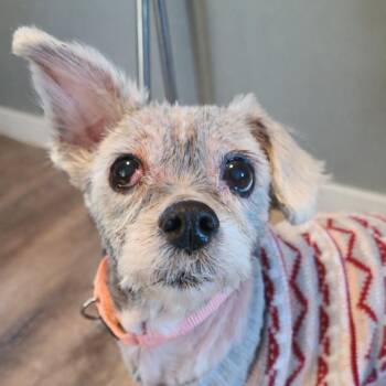 Poodle Dogs Available for Adoption - Eleanor | PetCurious