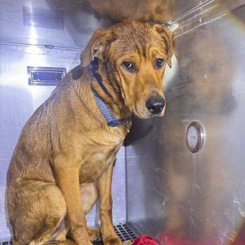 Pawmpkin Spice -  Labrador Retriever Dog for Adoption in Philadelphia, Pennsylvania - Pawmpkin Spice | PetCurious