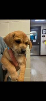 Border Collie Dogs Available for Adoption in Nacogdoches, Texas - Astronaut | PetCurious