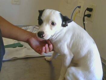 DINO -  Cardigan Welsh Corgi and Mixed Breed Dog for Adoption in Sacramento, California - DINO | PetCurious