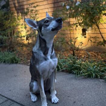 Eariana Grande (New Digs) -  Shepherd Dog for Adoption in Dallas, Texas - Eariana Grande (New Digs) | PetCurious