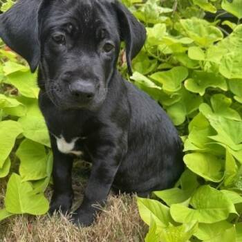 Rescue Black Labrador Retriever and Boxer Dogs for Adoption in Quitman, Texas - ZANE | PetCurious