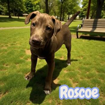 Rescue Chocolate Labrador Retriever Dogs for Adoption in Chuckey, Tennessee - Roscoe - NJ | PetCurious