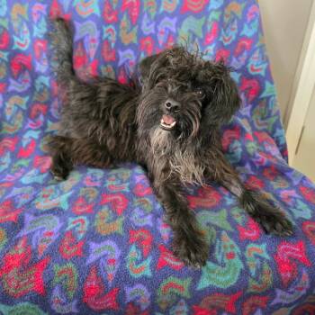 Terrier Dogs Available for Adoption in Jackson, Missouri - Rattan | PetCurious