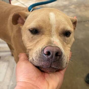 Halo -  Pit Bull Terrier Dog for Adoption in Birmingham, Alabama - Halo | PetCurious