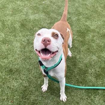 Bethany -  Mixed Breed Dog for Adoption in Narberth, Pennsylvania - Bethany | PetCurious
