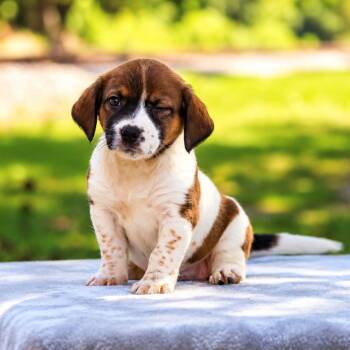 Pippa -  Schnauzer and Beagle Dog for Adoption in Lucedale, Mississippi - Pippa | PetCurious