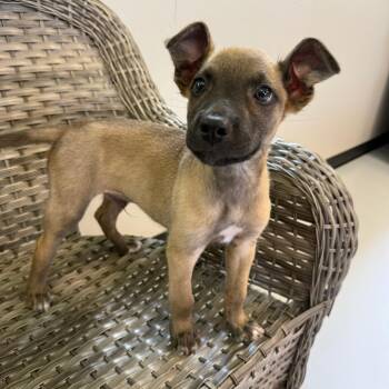 Greg -  Mixed Breed Dog for Adoption in Ponca City, Oklahoma - Greg | PetCurious