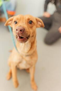 Little Man 2 -  Pit Bull Terrier Dog for Adoption in Lawrenceburg, Tennessee - Little Man 2 | PetCurious