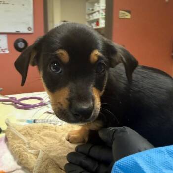 Blinky - In Foster! -  Terrier and Mixed Breed Dog for Adoption in Flagstaff, Arizona - Blinky - In Foster! | PetCurious