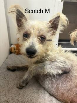 Rescue Terrier Dogs for Adoption in Los Angeles, California - Scotch | PetCurious