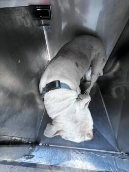 Rescue Mixed Breed Dogs for Adoption in Dallas, Texas - NOVA | PetCurious