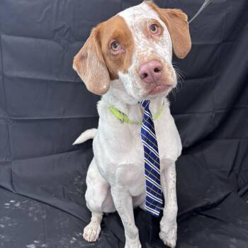 Hound Dogs Available for Adoption - Teddy | PetCurious