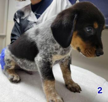Skip -  Australian Cattle Dog Blue Heeler and Beagle Dog for Adoption in Portage, Wisconsin - Skip | PetCurious