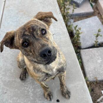 Mixed Breed Dogs Available for Adoption in Tonopah, Arizona - Animal | PetCurious