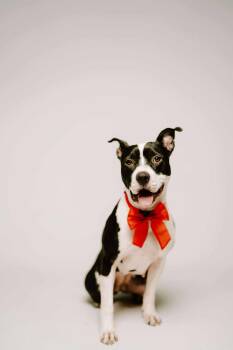 Jade -  Pit Bull Terrier Dog for Adoption in Arlee, Montana - Jade | PetCurious