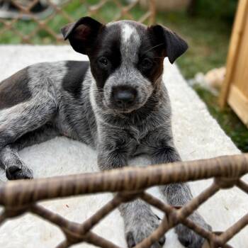 Hermione -  Australian Cattle Dog Blue Heeler and Terrier Dog for Adoption in Bloomfield, Connecticut - Hermione | PetCurious