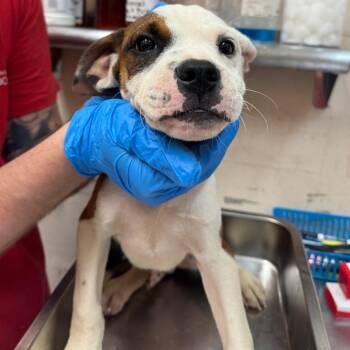 Sebastian -  Pit Bull Terrier Dog for Adoption in Birmingham, Alabama - Sebastian | PetCurious