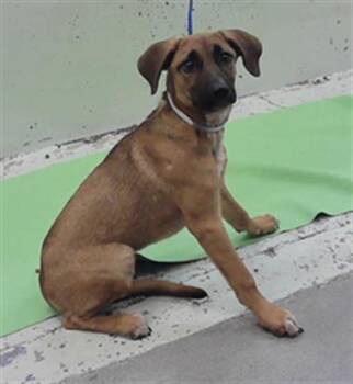 A2083339 -  German Shepherd Dog Dog for Adoption in Houston, Texas - A2083339 | PetCurious