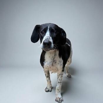 Rescue Foxhound and Labrador Retriever Dogs for Adoption in Cumberland, Maryland - Snoopy | PetCurious