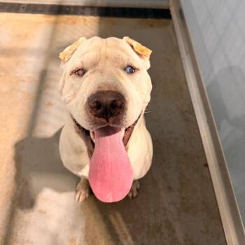 Turbo -  Shar Pei Dog for Adoption in Portland, Oregon - Turbo | PetCurious