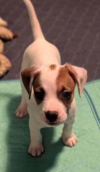 FRODO -  Dachshund Dog for Adoption in Broomfield, Colorado - FRODO | PetCurious
