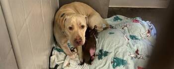 BELLA AKA CERSEI -  Pit Bull Terrier and Labrador Retriever Dog for Adoption in Santa Monica, California - BELLA AKA CERSEI | PetCurious