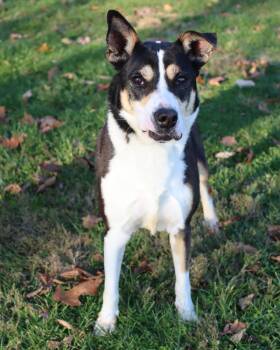 Rescue Shepherd Dogs for Adoption in Lancaster, Ohio - Rosita | PetCurious