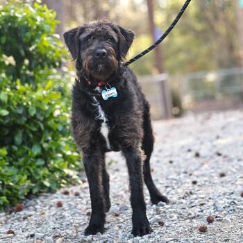 Terrier Dogs Available for Adoption - Scruffy | PetCurious