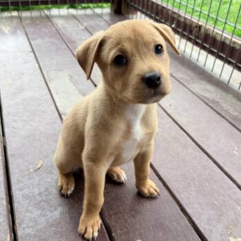 Terrier Dogs Available for Adoption in Bulverde, Texas - Maple | PetCurious