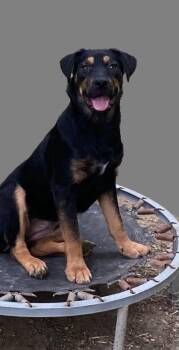 Healy -  Mixed Breed Dog for Adoption in Taycheedah, Wisconsin - Healy | PetCurious