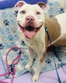 Mixed Breed Dogs Available for Adoption in West Chester, Pennsylvania - Captain Karl | PetCurious