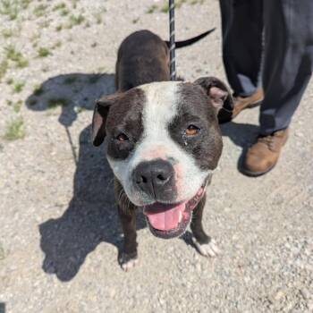 Jabba the Mutt -  Pit Bull Terrier Dog for Adoption in East St. Louis, Illinois - Jabba The Mutt | PetCurious