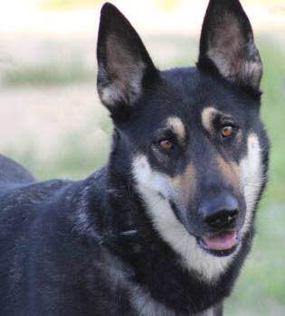 German Shepherd Dog Dogs Available for Adoption in Wantagh, New York - Heidi - Seeking Foster Or Adopter | PetCurious