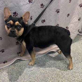 IVHS-Stray-141089 -  French Bulldog Dog for Adoption in San Gabriel, California - IVHS-Stray-141089 | PetCurious